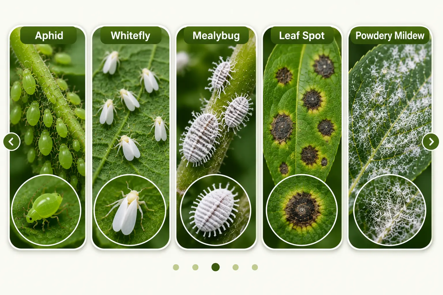 jaibovumi-neem-oil-common-plant-pests.png